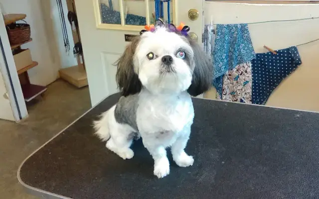 Paw Patch in Paris, TN