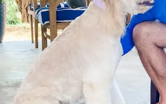Grooming By John in Key West, FL