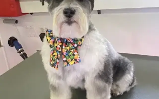 Christine’s Mobile Pet Salon in Tustin, CA