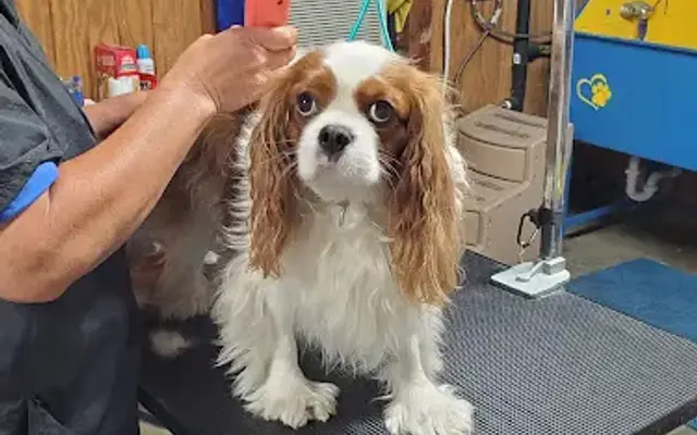 Waggin Trails & Fluffy Tails Grooming LLC in Conroe, TX