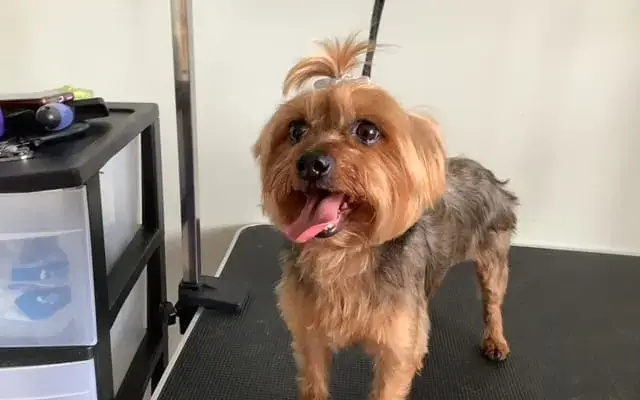 Dog grooming at home Susy's in Port Huron, MI