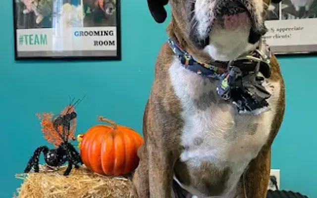 Grooming Room in Shippensburg, PA