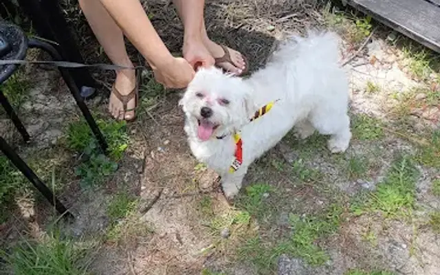 My Chel's Stinkin' Cute Pet Salon in Conway, SC