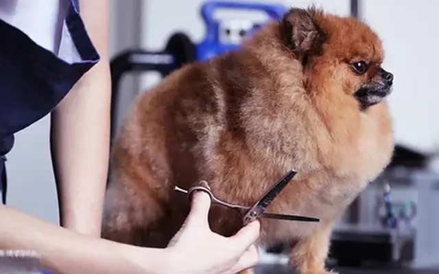 Mobile Dog Grooming Hollywood in Weston, FL