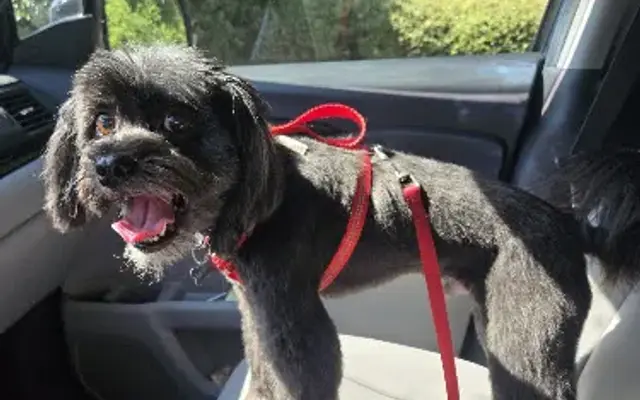 ILM Grooming in Wilmington, NC