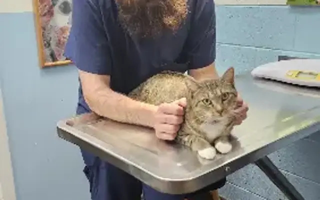 West Haven Animal Clinic in West Haven, CT
