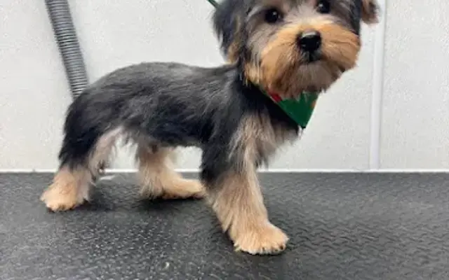 Puppy Style Pet Spa in Chatsworth, CA