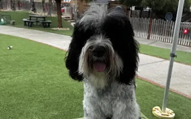 Grooming by misfit in Orcutt, CA