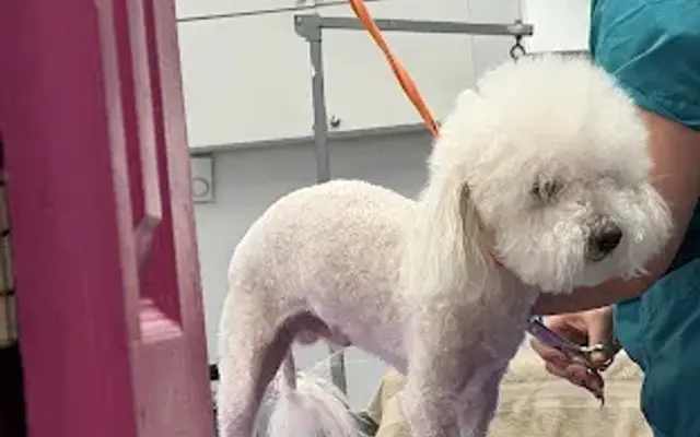 Paticas International Pet Grooming in Ridgefield, NJ
