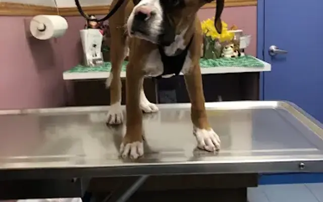Amazon Animal Hospital in Chula Vista, CA