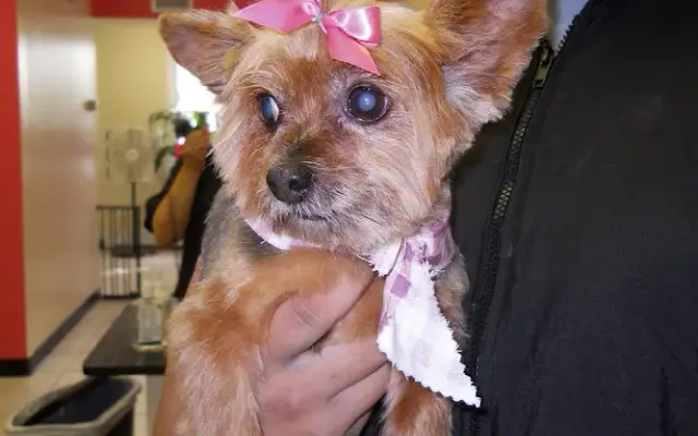 Bow Wow WOW Pet Groomers in Staten Island, NY