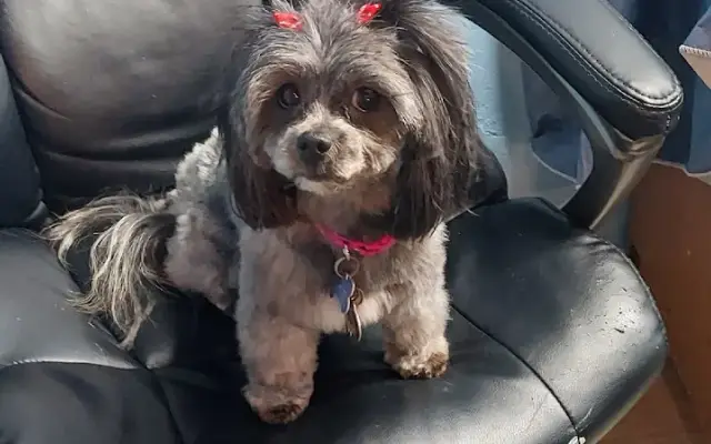 Letty's Heavenly Pet Grooming, serving the community with my business in Fitchburg, MA