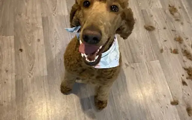 Mickey’s House Call Grooming in Candler, NC