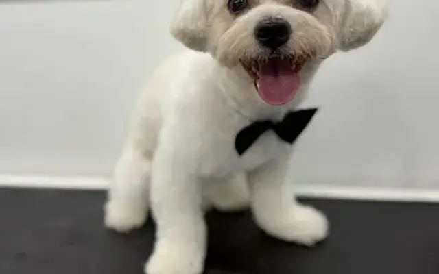 Maca pet grooming in Parkland, FL