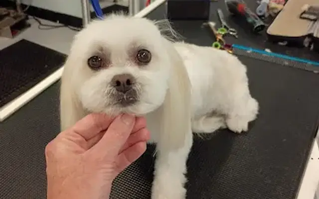 Authority Grooming by Christy in St. Augustine, FL
