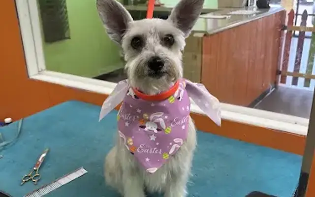 Barks & bubbles in La Puente, CA