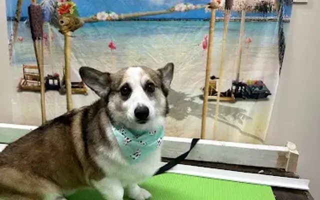 Darling Dog Designs in St Charles, MO