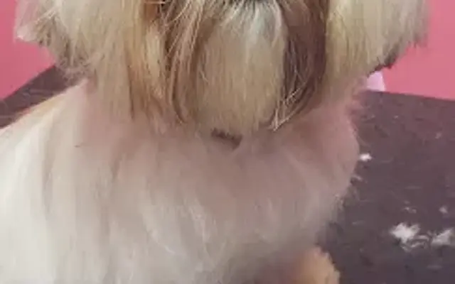 YAPPY DAYS PET GROOMING and SHARPENING in Jasper, AL
