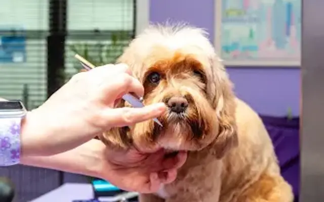 Best in Show Salon in Gloucester, MA