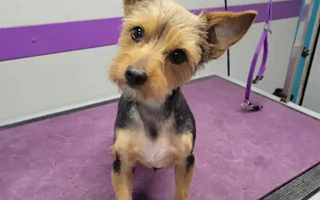 Grooming To Go in Camp Verde, AZ
