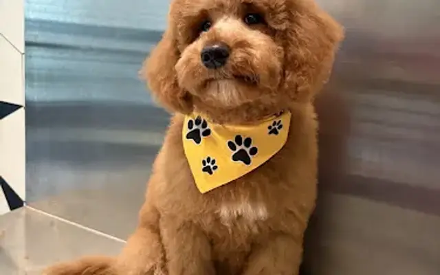 PetCute Spa - Pet Grooming in Richardson, TX