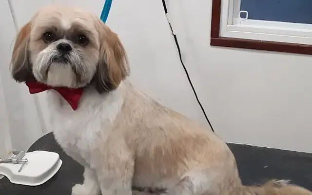 Kimber's Dog Shack Mobile Grooming in Spokane, WA