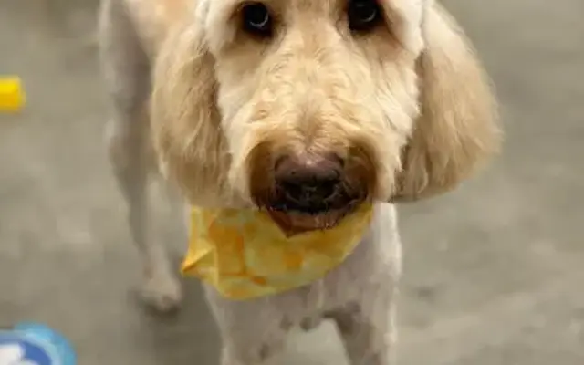 Fresh Paws Pet Grooming and Dog Daycare in Studio City, CA