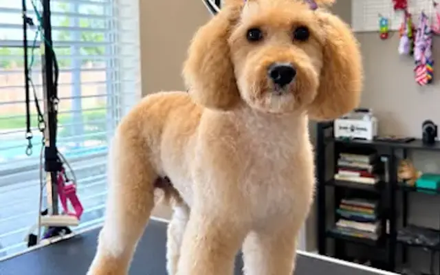 Brandy's Barks & Bubbles Pet Grooming in Houston, TX