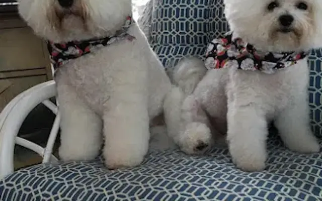 Grooming Avenue Pet Salon in Stillwater, MN
