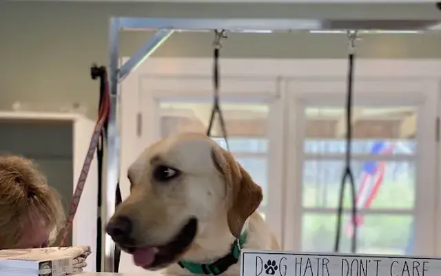 Love You Fur-Ever Dog Grooming and Farm Dog Bathing in New Lebanon, OH