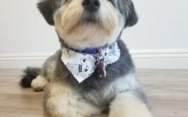 Reasons to Wag in Chula Vista, CA
