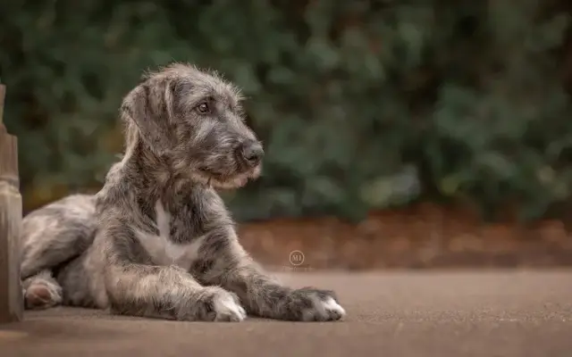 MJ Pawtography in Geneseo, IL