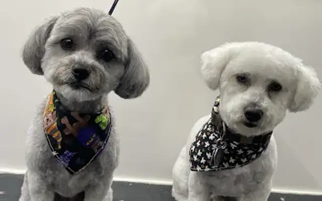 K9 Grooming - Mobile Pet Salon and Spa Los Angeles in Los Angeles, CA