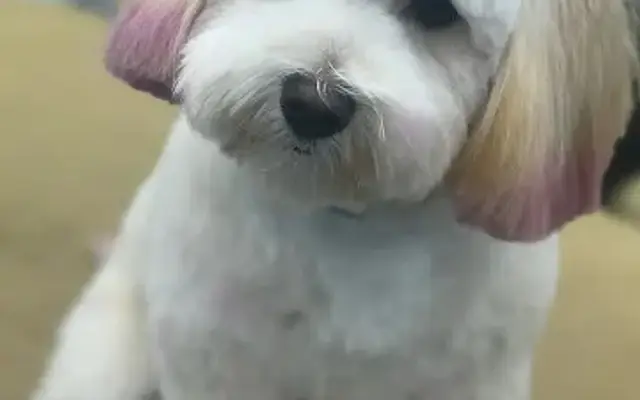 Snoopy's Pet Parlor in Shreveport, LA