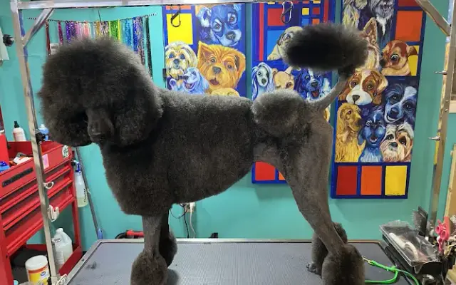 Glenda's Grooming in Silver City, NM