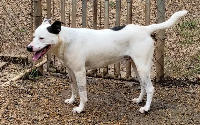 Noah's Bark Kennel in Fort Myers, FL