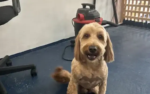 Grace’s Dog Spa in Largo, FL