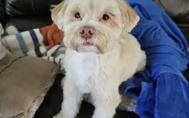 4 Paws Pet Grooming in Sulphur Springs, TX