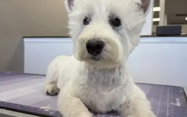 Nina's Stylish Pets in Punta Gorda, FL