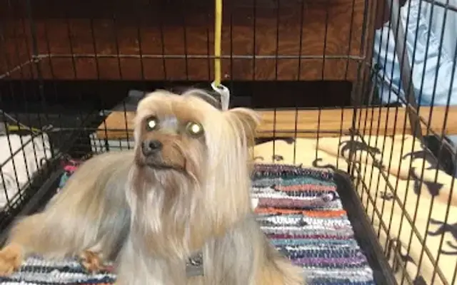 Grooming by Adrianne in Purcell, OK