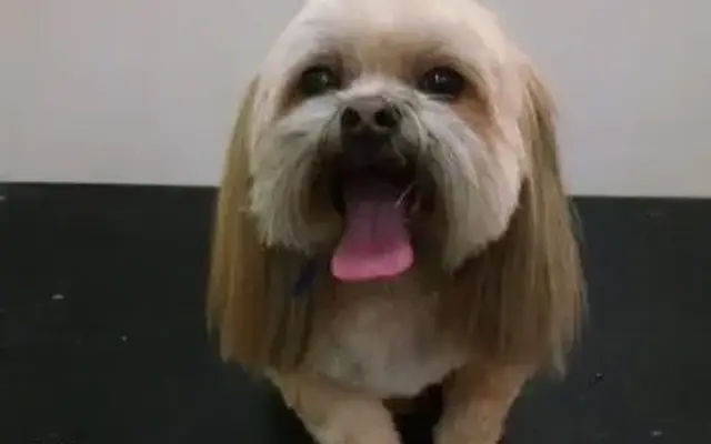 Canine Clippers in Grayslake, IL