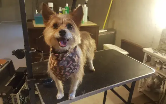 Pretty Paws and Happy Tails in Norristown, PA