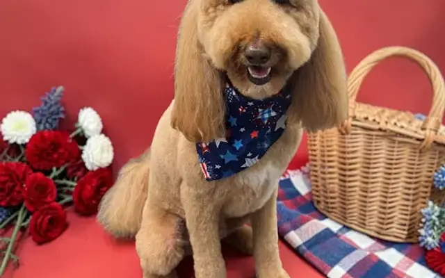 Georgia K9 Beauty Consultants in Griffin, GA