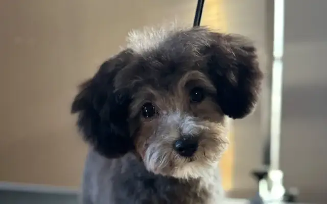 Clean Line Pet Designs in Midland, MI