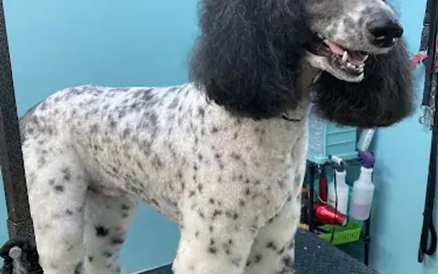 Grooming with Zen in Furlong, PA