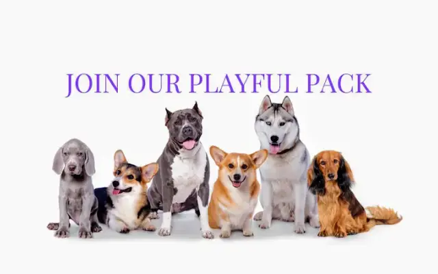 Pawparazzi Pet Resort in Chatsworth, CA