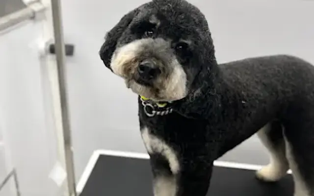 Desert Dogs Mobile Grooming in Mesa, AZ