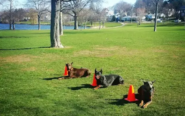 New England Canine in Middleton, MA