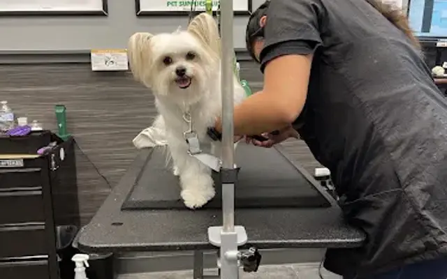 Pet Supplies Plus San Antonio - Bulverde Grooming in San Antonio, TX