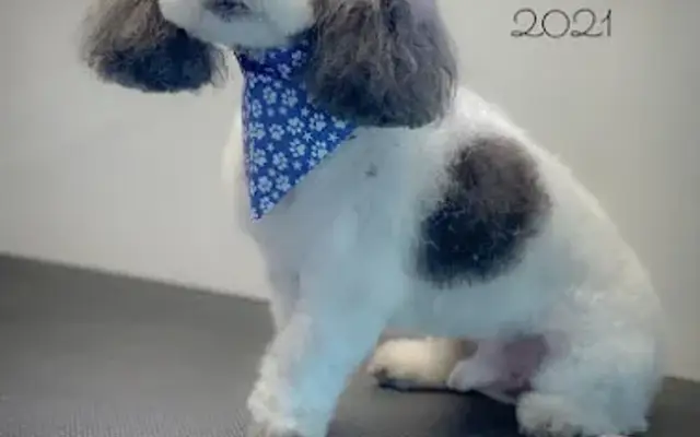 Groomed with Love in Powell, TN